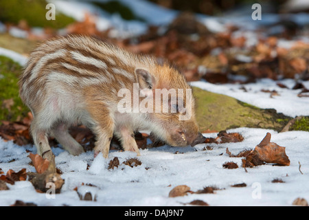 Il cinghiale, maiale, il cinghiale (Sus scrofa), shote sniffing nella neve, Germania Foto Stock