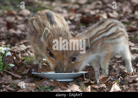 Il cinghiale, maiale, il cinghiale (Sus scrofa), dolci shotes alimentare congiuntamente da una piastra , Germania Foto Stock