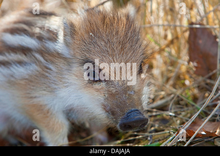 Il cinghiale, maiale, il cinghiale (Sus scrofa), shote, Germania Foto Stock