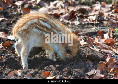 Il cinghiale, maiale, il cinghiale (Sus scrofa), shote radicamento nel terreno per la ricerca di cibo, Germania Foto Stock