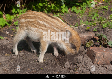 Il cinghiale, maiale, il cinghiale (Sus scrofa), shote radicamento nel terreno e la ricerca di cibo, Germania Foto Stock