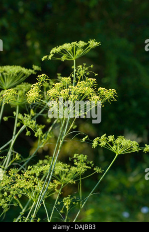 Il Porco di finocchio (Peucedanum officinale), fioritura, Germania Foto Stock