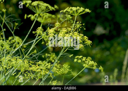 Il Porco di finocchio (Peucedanum officinale), fioritura, Germania Foto Stock