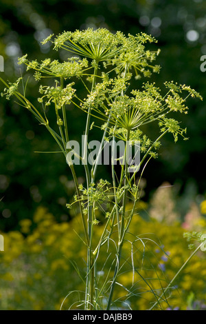 Il Porco di finocchio (Peucedanum officinale), fioritura, Germania Foto Stock