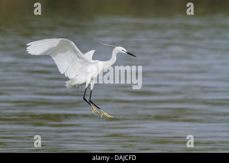 Garzetta (Egretta garzetta) in atterraggio Foto Stock