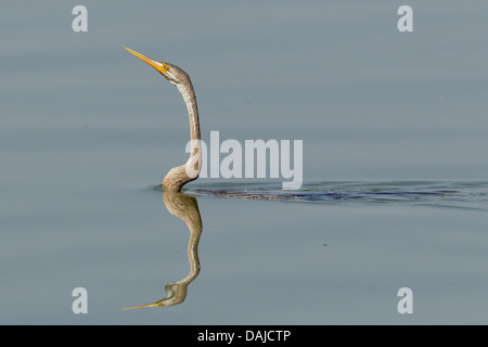 Oriental Darter o indiani Darter (Anhinga melanogaster) Foto Stock