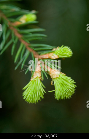 Abete (Picea abies), scatta in primavera, Germania Foto Stock