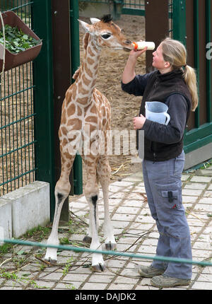 A tre settimane di età giraffa femmina è alimentato con una bottiglia in corrispondenza della Zoom-World di esperienza a Gelsenkirchen, Germania, 04 aprile 2011. La piccola giraffa può presto essere visitato all'involucro esterno del giardino zoologico. Foto: Roland Weihrauch Foto Stock