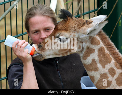 A tre settimane di età giraffa femmina è alimentato con una bottiglia in corrispondenza della Zoom-World di esperienza a Gelsenkirchen, Germania, 04 aprile 2011. La piccola giraffa può presto essere visitato all'involucro esterno del giardino zoologico. Foto: Roland Weihrauch Foto Stock