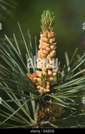 Pino silvestre, pino silvestre (Pinus sylvestris), il ramo con fiori maschili, Germania Foto Stock