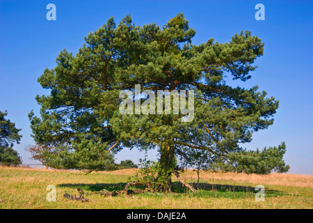 Pino silvestre, pino silvestre (Pinus sylvestris), albero singolo in un prato, Germania Foto Stock