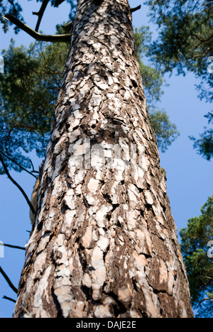 Pino silvestre, pino silvestre (Pinus sylvestris), tronco, Germania Foto Stock