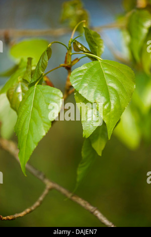 Pioppo nero, balsamo di Galaad, nero pioppi neri americani (Populus nigra), Giovani foglie su un ramo, Germania Foto Stock