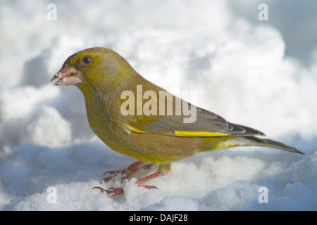 Western verdone (Carduelis chloris), la ricerca di cibo nella neve, Germania Foto Stock