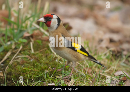 Eurasian cardellino (Carduelis carduelis), in piedi su erba, Germania Foto Stock