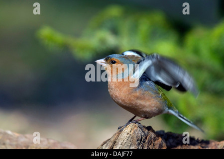 (Fringuello Fringilla coelebs), maschio in colorazione nuziale sbattimenti ali, Germania Foto Stock