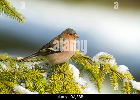 (Fringuello Fringilla coelebs), maschile seduto su un ramoscello di abete, Germania Foto Stock