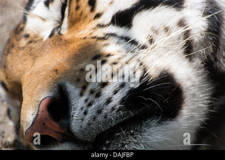 Una tigre siberiana (Panthera tigris altaica) dormire a terra. Foto Stock