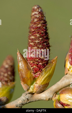 Pioppo nero, balsamo di Galaad, nero pioppi neri americani (Populus nigra), infiorescenza femminile, Germania Foto Stock