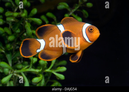 Dorso-guancia anemonefish, Spinecheek anemonefish (Premnas biaculeatus, Amphiprion biaculeatus), nuoto Foto Stock