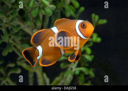 Dorso-guancia anemonefish, Spinecheek anemonefish (Premnas biaculeatus, Amphiprion biaculeatus), nuoto Foto Stock