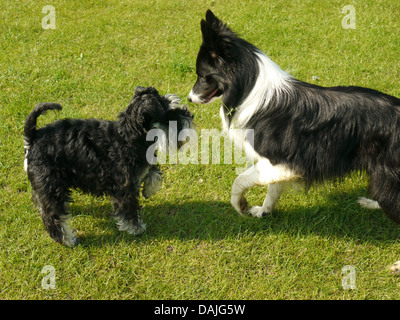 Un nero e argento miniatura Schnauzer incontro un Border Collie in un campo nel Regno Unito Foto Stock