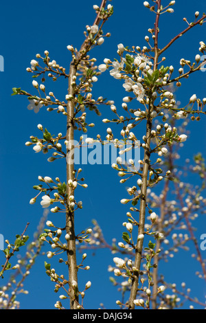 Cherry Plum, Myrobalan prugna (prunus cerasifera), filiale di fioritura, Germania Foto Stock