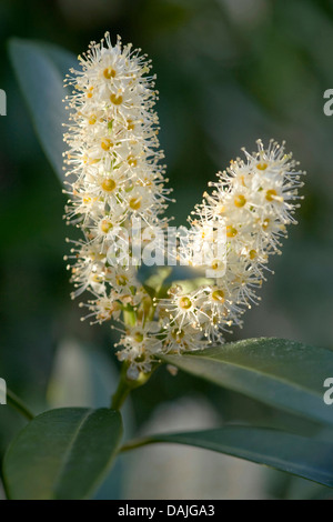 Cherry laurel (Prunus laurocerasus), filiale di fioritura, Germania Foto Stock