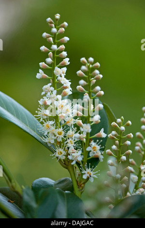 Cherry laurel (Prunus laurocerasus), filiale di fioritura, Germania Foto Stock