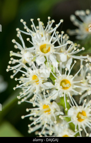 Cherry laurel (Prunus laurocerasus), fiori, Germania Foto Stock