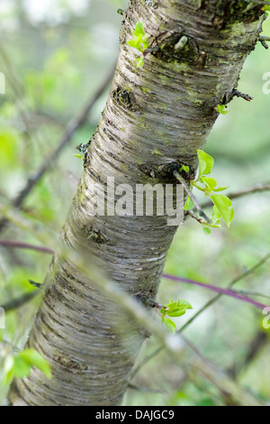 Profumato ciliegia, St Lucie ciliegio (Prunus amarene), tronco, Germania Foto Stock