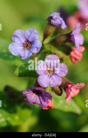 Comune (lungwort Pulmonaria officinalis), fioritura, Germania Foto Stock