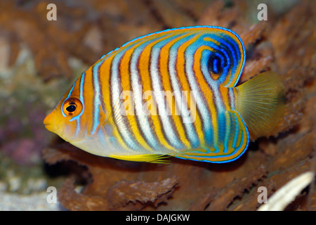 Royal angelfish (Pygoplites diacanthus), nuoto Foto Stock