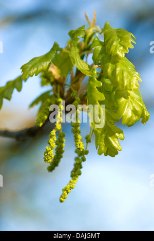 Rovere (Quercus petraea), il ramo di sesso maschile con ramoscelli e foglie giovani, Germania Foto Stock