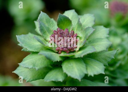 Re la corona, midsummer-mem, rose root (Rhodiola rosea), in bud Foto Stock