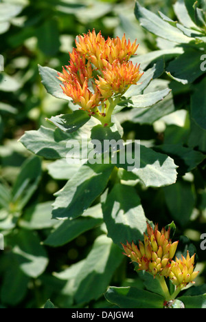 Re la corona, midsummer-mem, rose root (Rhodiola rosea), appassiti Foto Stock