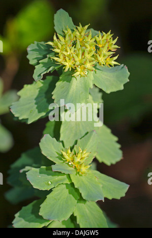 Re la corona, midsummer-mem, rose root (Rhodiola rosea), fioritura Foto Stock