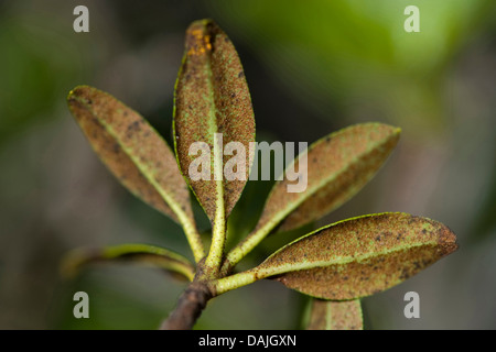 Ruggine-lasciava alpine rose (Rhododendron ferrugineum), esce dal di sotto, Svizzera Foto Stock