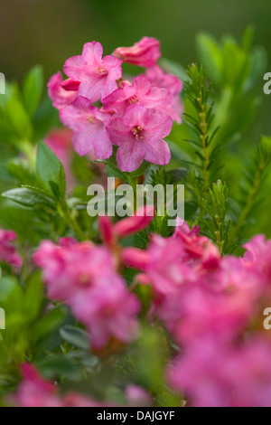 Hairy Alpine rose (Rhododendron hirsutum), fioritura, Svizzera Foto Stock