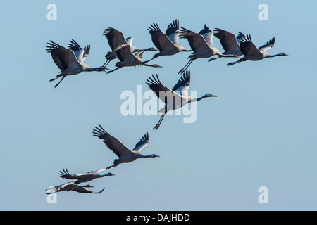 Comune, Gru Gru eurasiatica (grus grus), per i voli in formazione, in Germania, in Bassa Sassonia Foto Stock