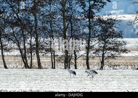 Comune, Gru Gru eurasiatica (grus grus), tre gru su strade coperte di neve campo, Germania, Bassa Sassonia Foto Stock