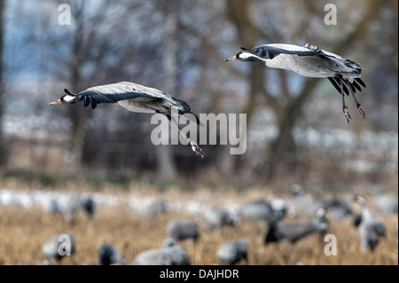 Comune, Gru Gru eurasiatica (grus grus), gru a due battenti, Germania, Bassa Sassonia, Oppenweher Moor Foto Stock