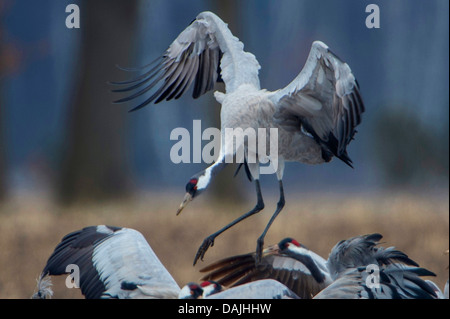 Comune, Gru Gru eurasiatica (grus grus), gru di atterraggio, Germania, Bassa Sassonia, Oppenweher Moor Foto Stock