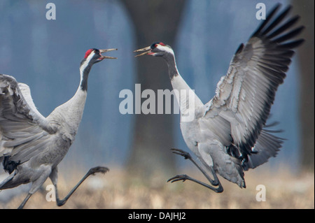 Comune, Gru Gru eurasiatica (grus grus), due gru di combattimento, Germania, Bassa Sassonia, Oppenweher Moor Foto Stock