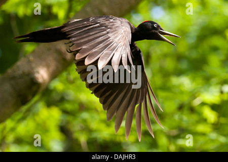 Picchio nero (Dryocopus martius), femmina in volo, in Germania, in Renania settentrionale-Vestfalia Foto Stock