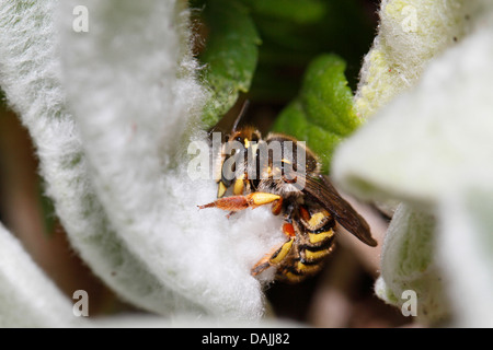 Carda lana bee (Anthidium manicatum), impianto di raccolta woll su un stachys, in Germania, in Baviera Foto Stock