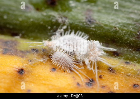 Longtailed mealybug (Pseudococcus longispinus), su una foglia, in Germania, in Baviera Foto Stock