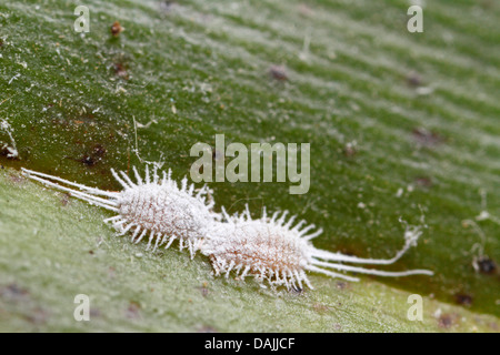 Longtailed mealybug (Pseudococcus longispinus), due mealybugs, testa a testa su una foglia di orchidee, in Germania, in Baviera Foto Stock