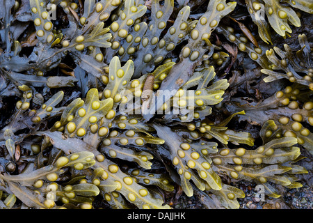 Il Fucus vesiculosus. Fucus alga Foto Stock