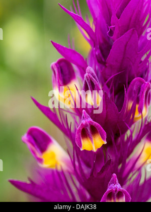 Campo cow-frumento (Melampyrum arvense), riprese macro di fiori, in Germania, in Baviera Foto Stock